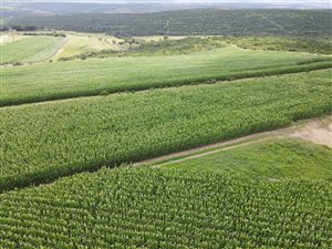 234 ha Farm in Macleantown