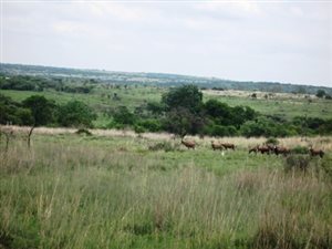 2.9 ha Land available in Buffelsdrift
