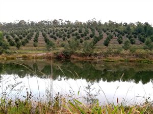 11.7 ha Farm in Port Shepstone