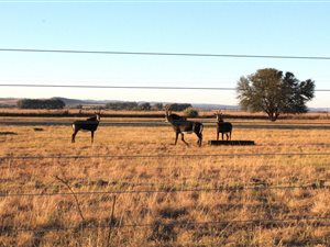 75 ha Farm with House in Vyfhoek