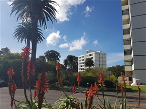Studio Apartment in Claremont Upper