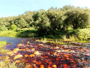 37 ha Farm in Mossel Bay Central