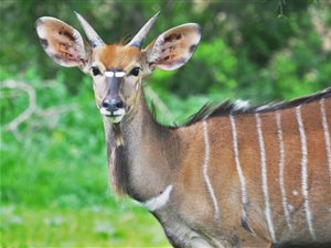 Game Farm in Oribi Gorge