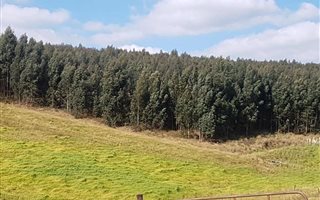 19.5 ha Land available in Howick