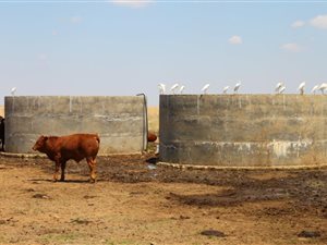 1798.7 ha Farm in Winburg