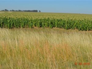 1628 ha Farm in Senekal