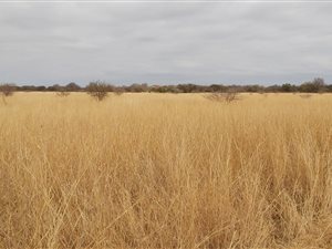 1500 ha Farm in Bela-Bela (Warmbaths)