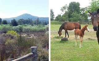7 ha Farm in Cape Farms