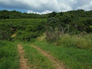 30 ha Farm in Hazyview