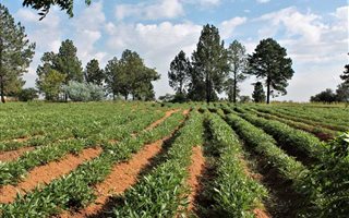 3 ha Smallholding in Mnandi AH