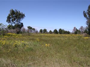 5 ha Farm in Plettenberg Bay
