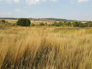 4.2 ha Smallholding in Faerie Glen