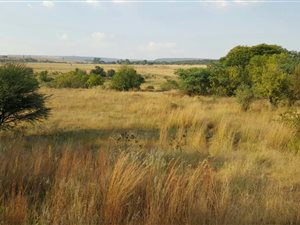 4.2 ha Smallholding in Faerie Glen