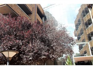 645.330017089844 m² Office Space in Bedfordview