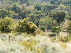 1950 m² Land available in Meyersdal Eco Estate