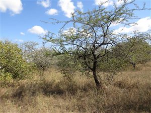 2860 m² Land available in Marloth Park