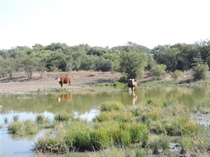 206 ha Farm in Zeerust