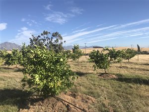 60 ha Farm in Riebeek Kasteel