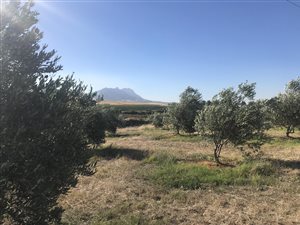 60 ha Farm in Riebeek Kasteel