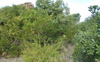 1735 m² Land available in Southern Cross