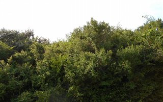 954 m² Land available in Southern Cross