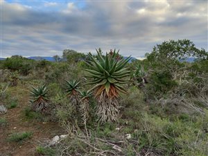 50 ha Farm in Riversdale