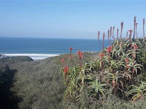 700 m² Land available in Boggomsbaai