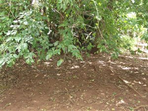 1463 m² Land available in Marina Beach