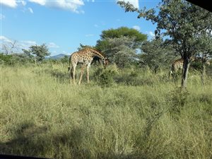 1 ha Land available in Thabazimbi
