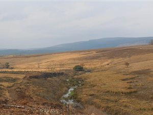 54.1 ha Farm in Greytown