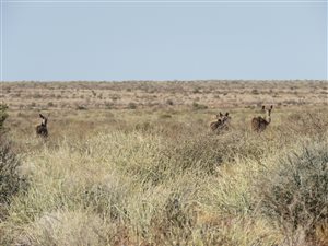 7488 ha Farm in Upington