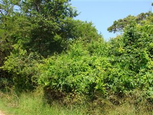 2500 m² Land available in Kampersrus AH