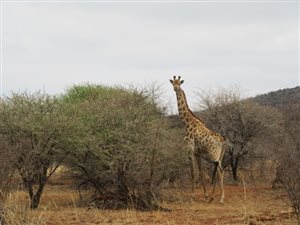 445 ha Farm in Modimolle