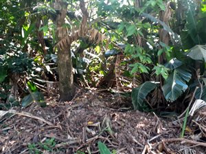 1187 m² Land available in Trafalgar
