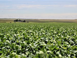 Farm in Bronkhorstspruit