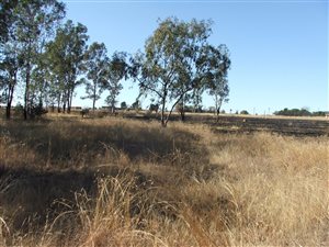 1.5 ha Land available in Nelsonia