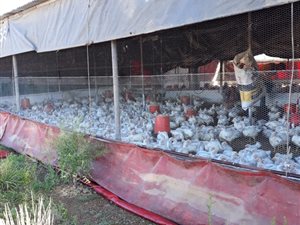 751 ha Farm in Jansenville