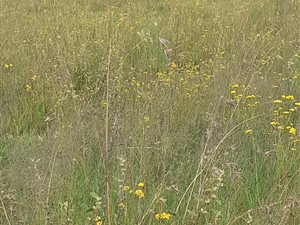 1 ha Land available in Grasslands