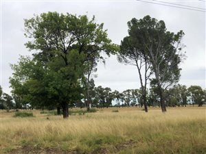 7.8 ha Land available in Bloemspruit