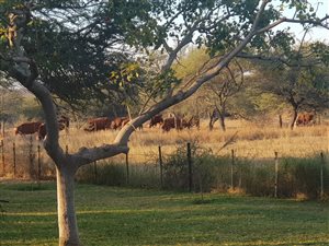 957 ha Farm in Louis Trichardt