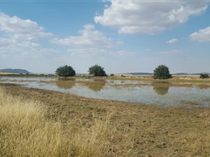937 ha Farm in Bloemfontein Rural