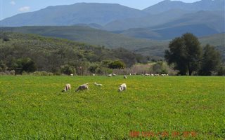 517.4 ha Farm in Willowmore