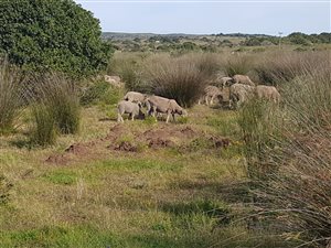 64 ha Farm in Jongensfontein
