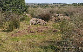 64 ha Farm in Jongensfontein