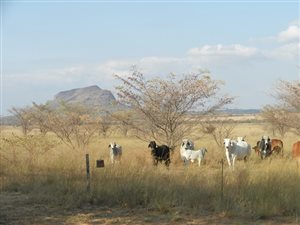 135.5 ha Farm in Modimole (Nylstroom)