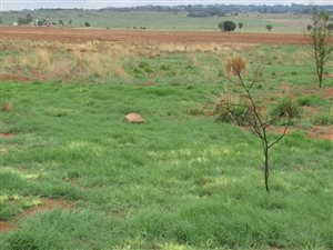 21 ha Farm in Rayton