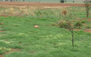 21 ha Farm in Rayton