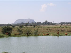 31 ha Farm in Modimolle