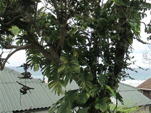 1 Bed Garden Cottage in Illovo Beach