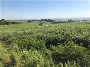 8.3 ha Farm in Umhlali